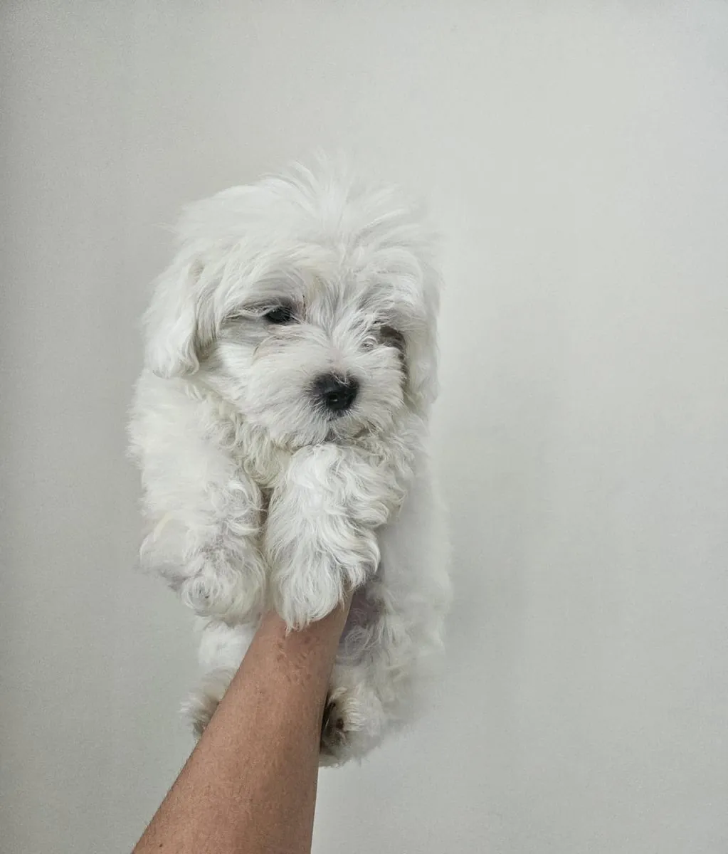 Chiots Bichon maltais à donner