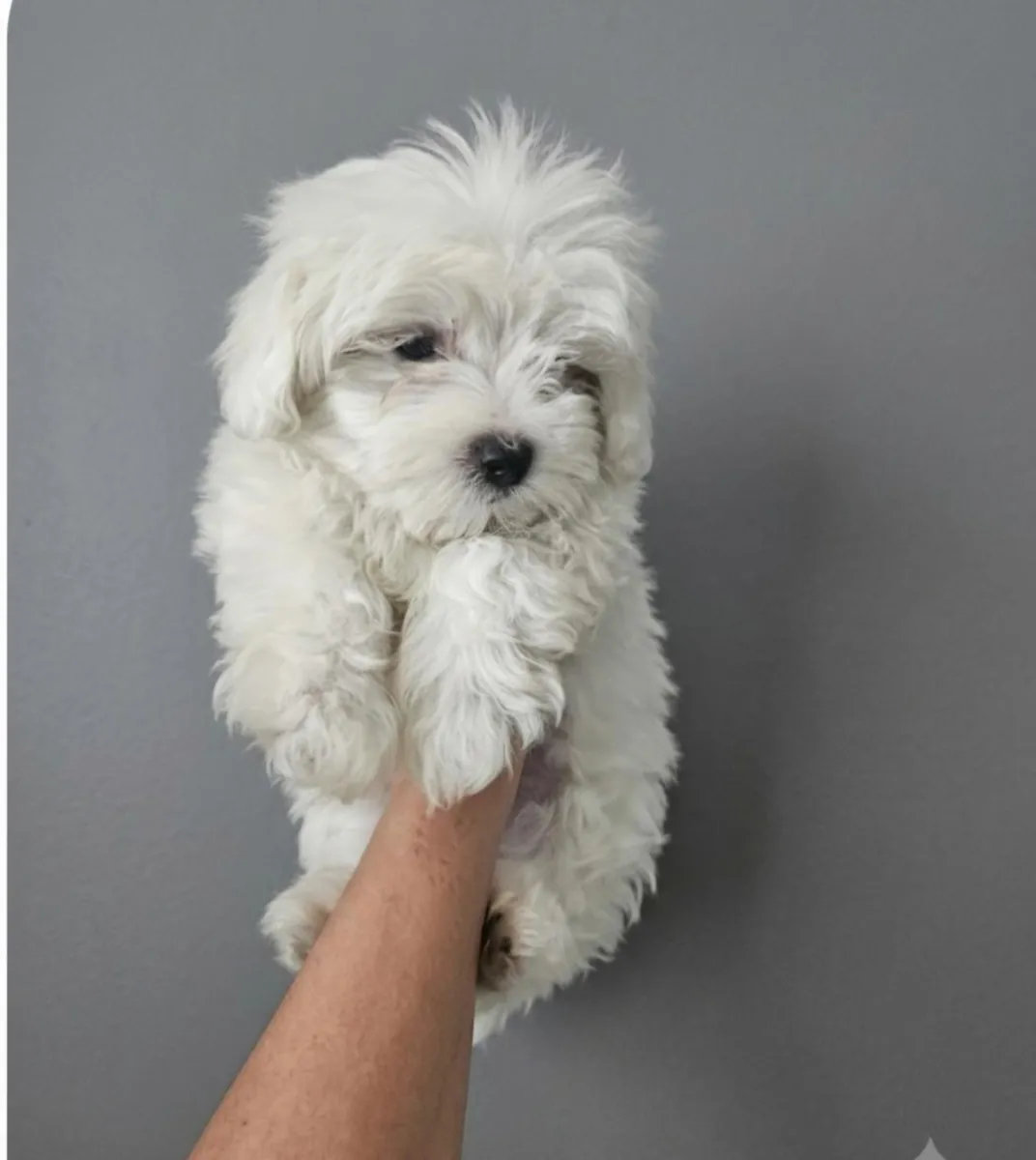 Chiots Bichon maltais à donner