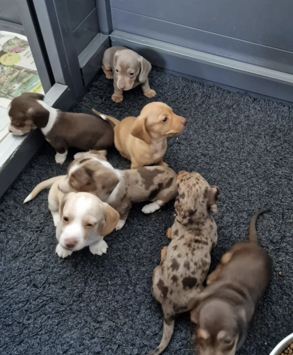 Chiots Teckel à donner