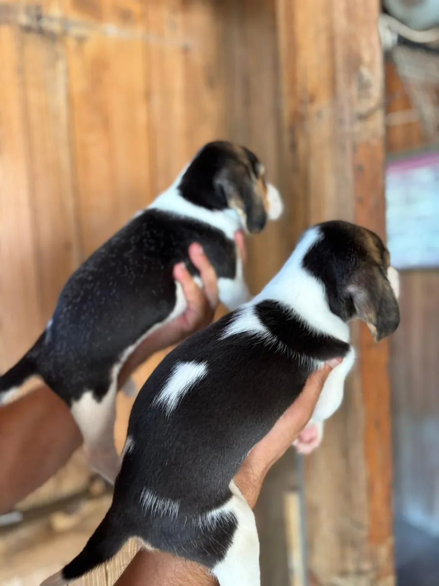 Chiots Beagle à donner