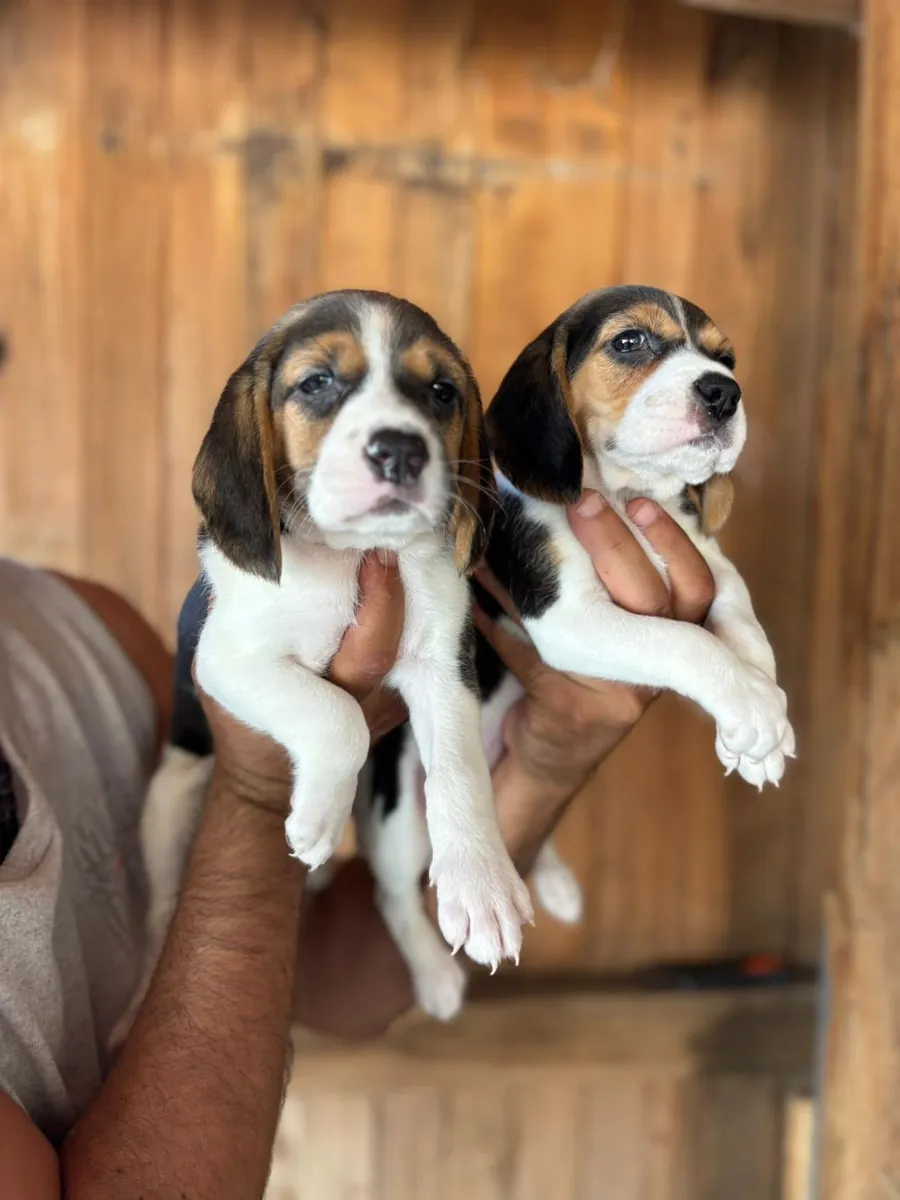 Chiots Beagle à donner