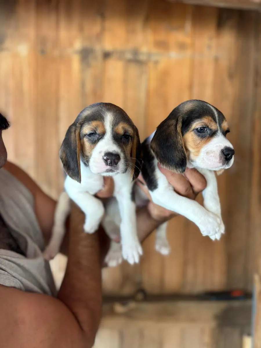 Chiots Beagle à donner