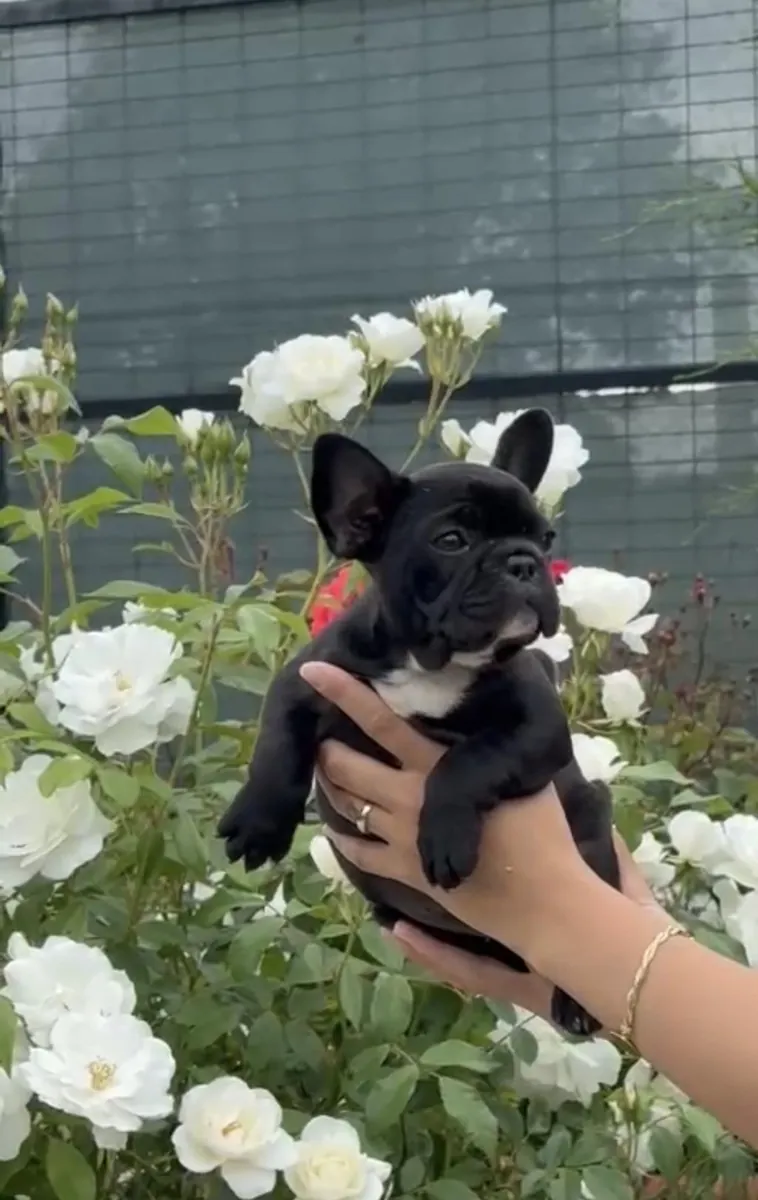 待领养的法国斗牛犬幼犬（公母都有）。
