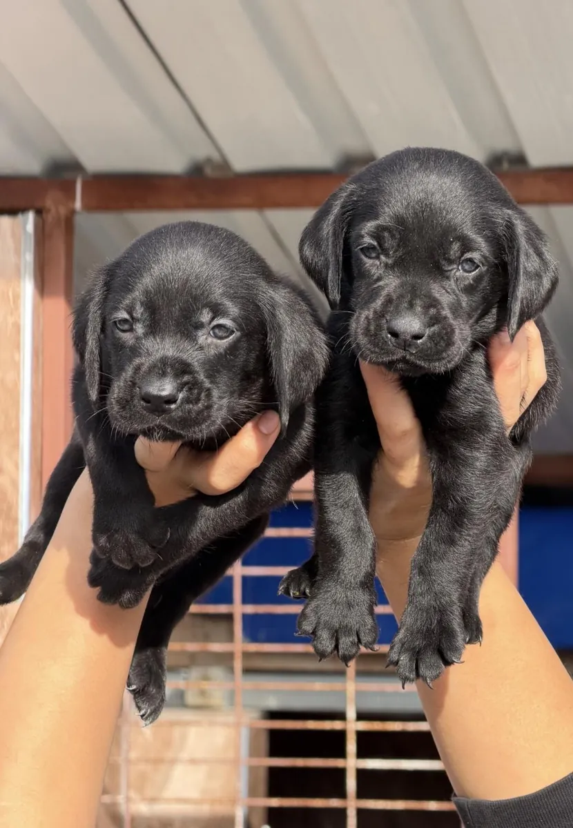 Chiots Labradors Retrievers (mâle et femelle) à donner