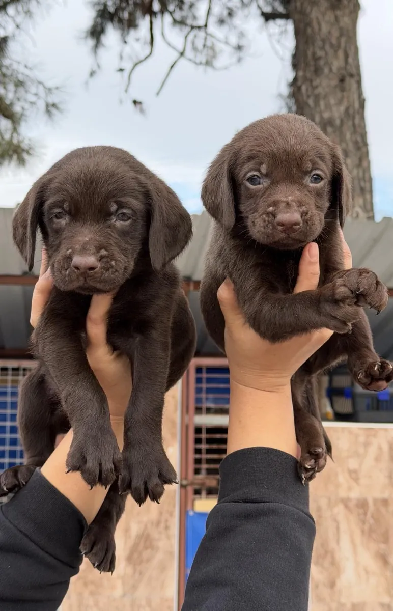 Chiots Labradors Retrievers (mâle et femelle) à donner