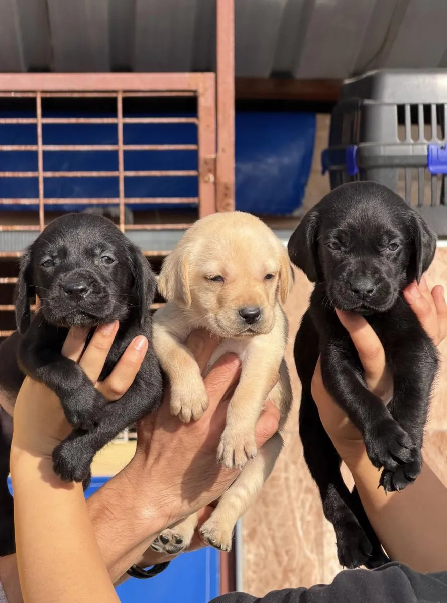 Chiots Labradors Retrievers (mâle et femelle) à donner