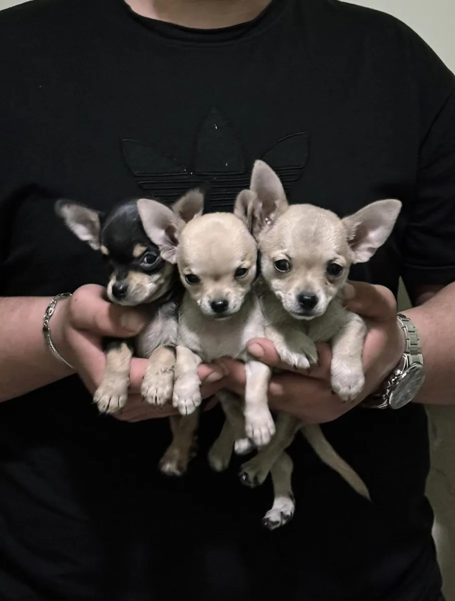 Chiots Chihuahuas (mâle et femelle) à donner