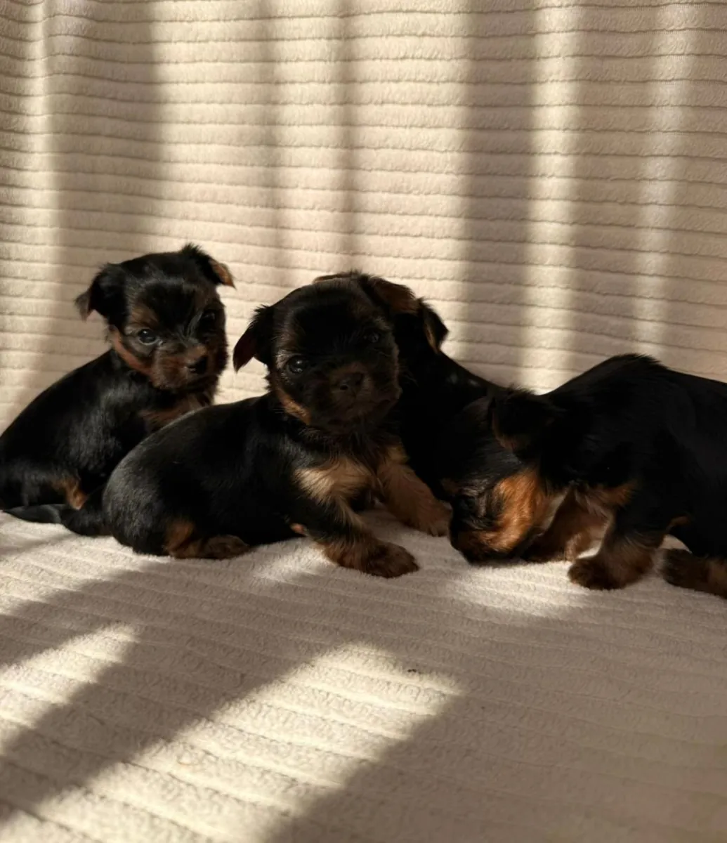 Yorkshire Terrier puppies (male and female) for adoption