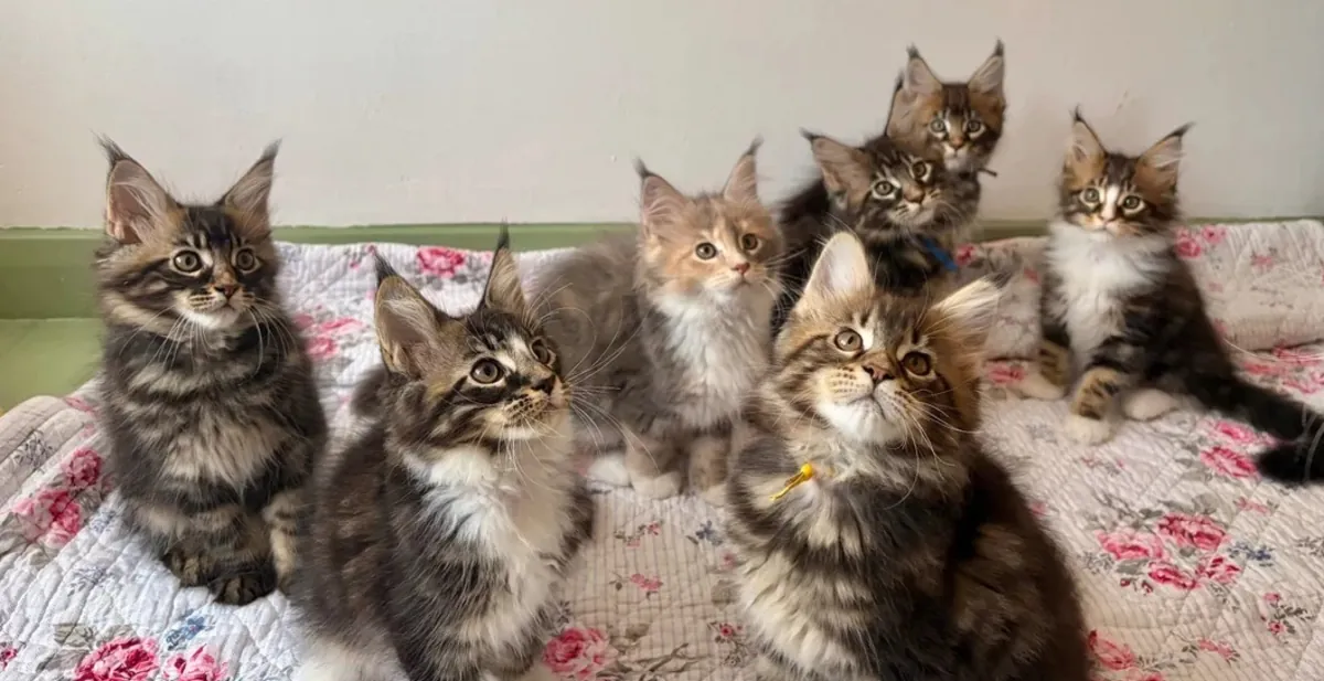Chatons Maine Coon adultes