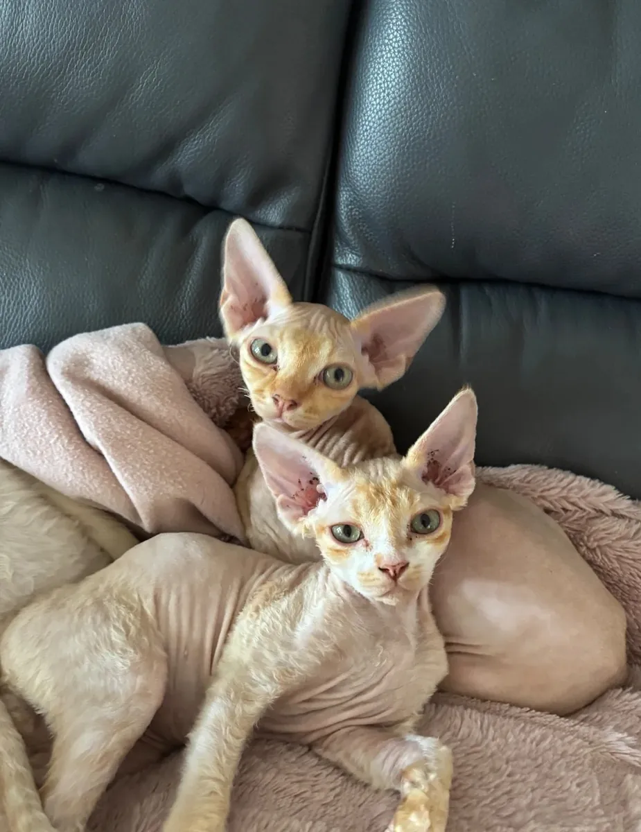 斯芬克斯小猫