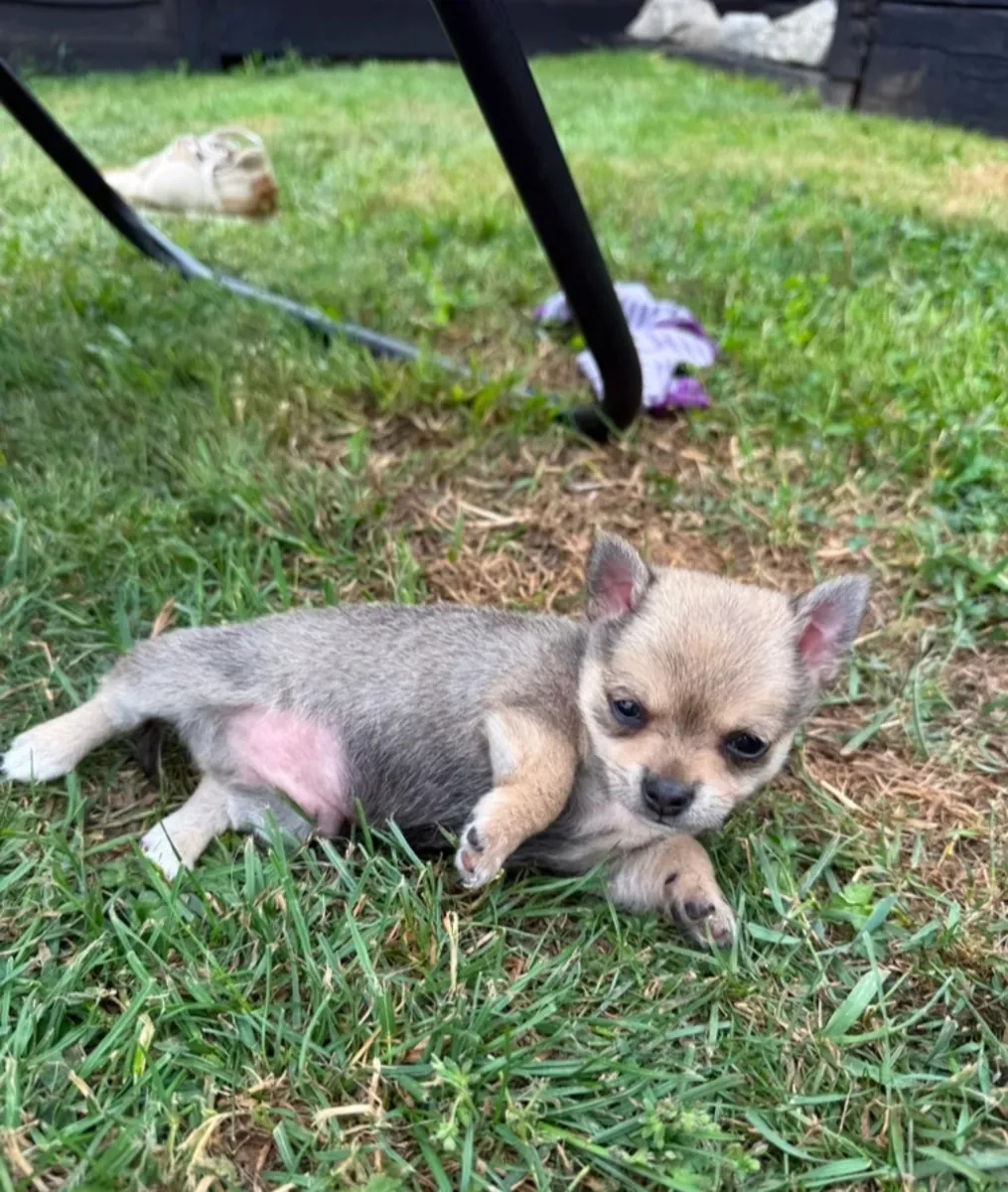 Magnifiques chiots Chihuahua