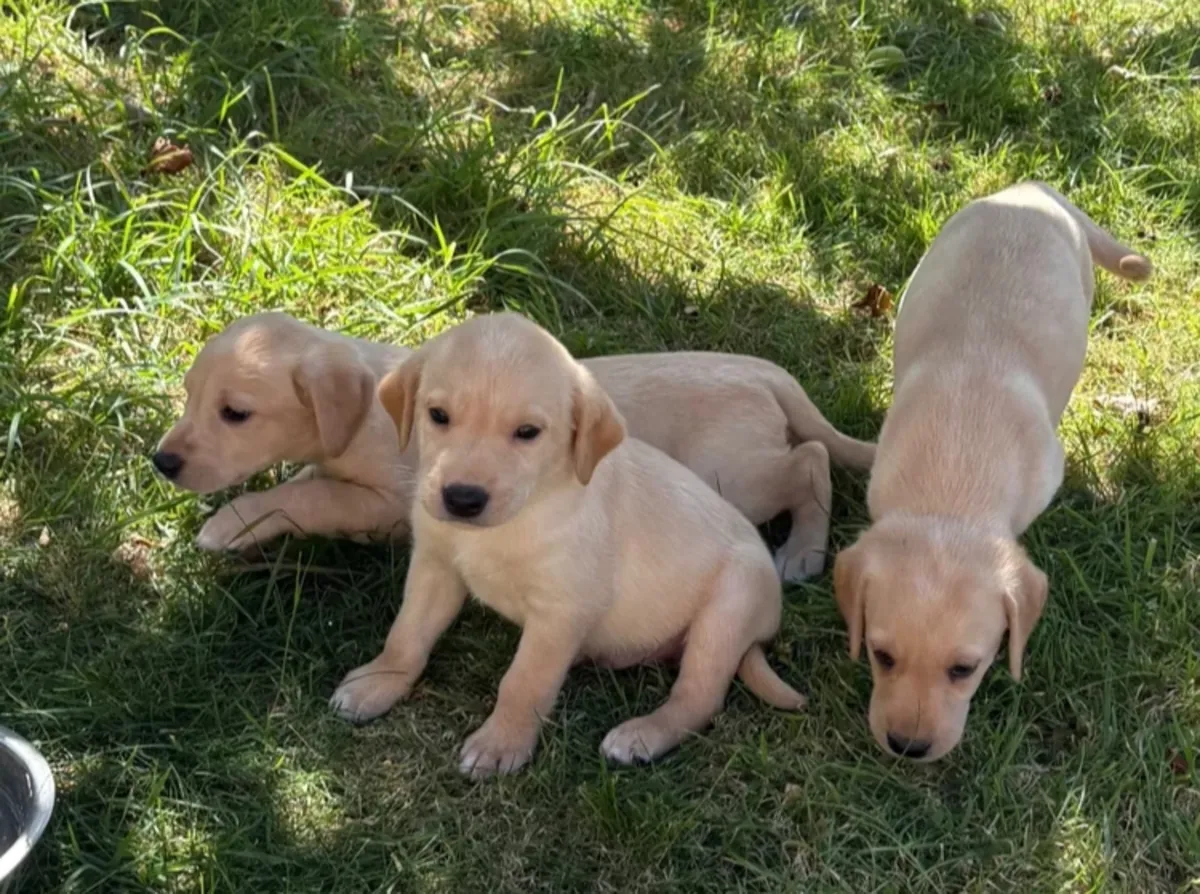 Magnifiques chiots Labrador inscrits au Kennel Club