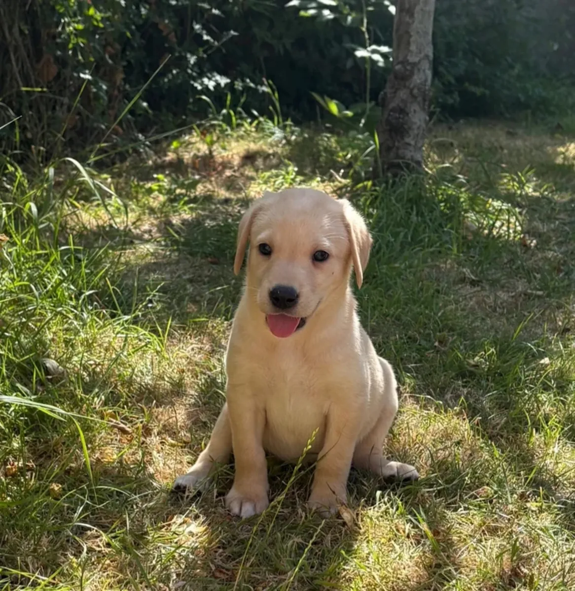 Magnifiques chiots Labrador inscrits au Kennel Club