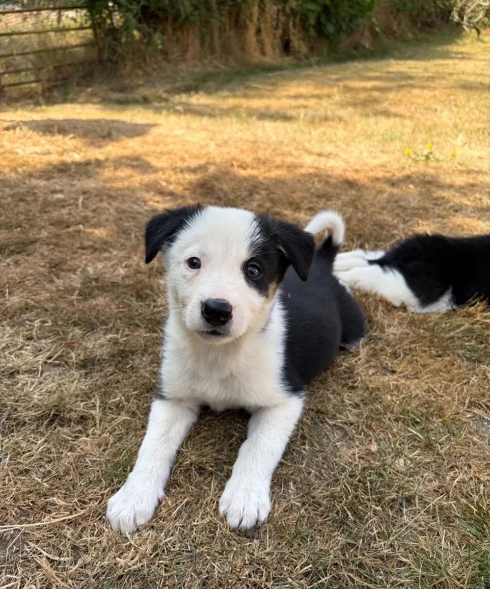 Chiots border collie à vendre