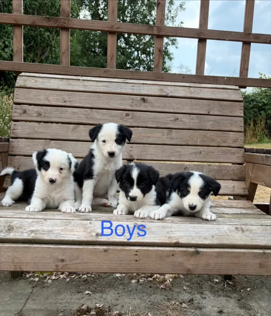 Chiots border collie à vendre