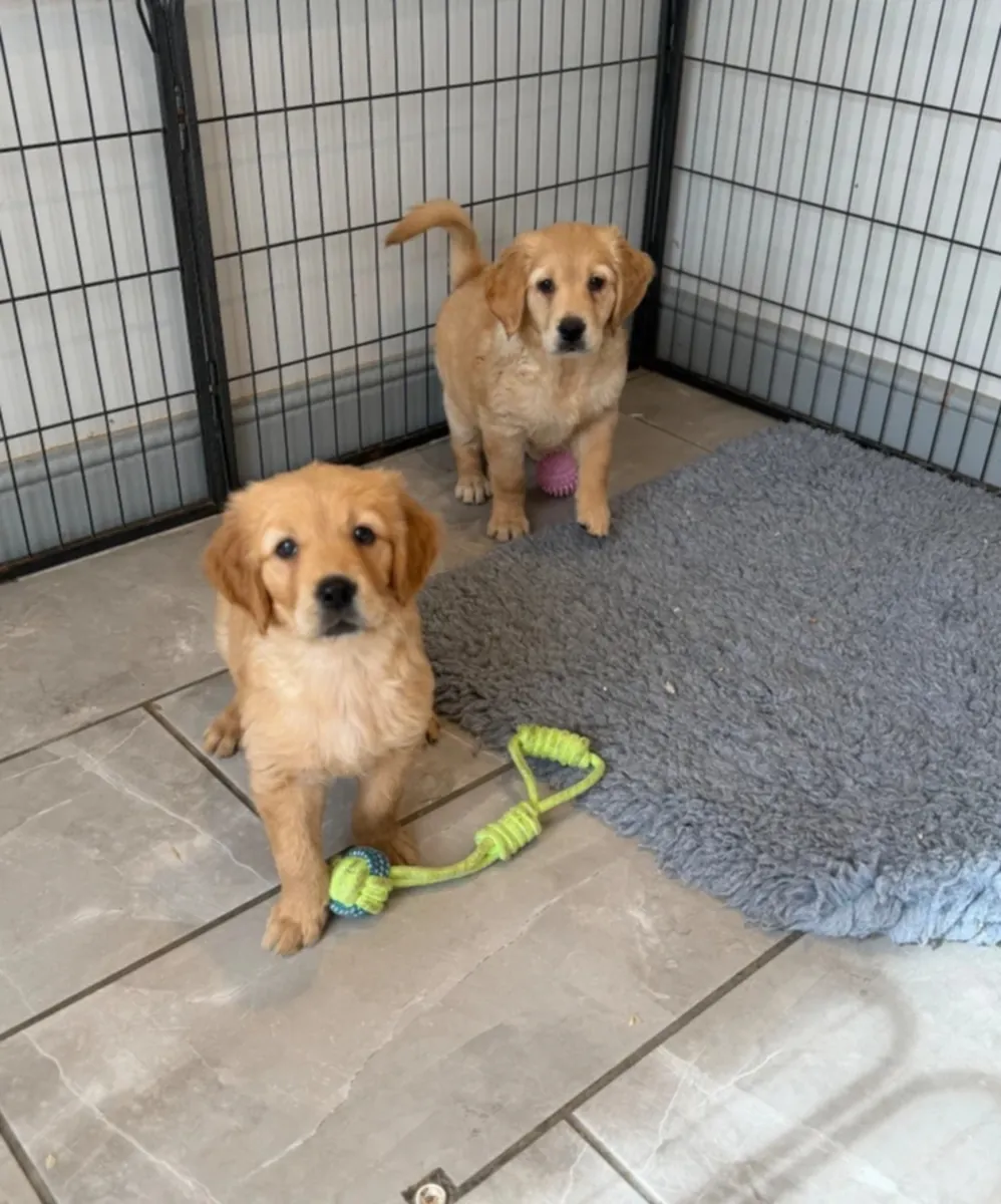 美丽的KC金毛寻回犬