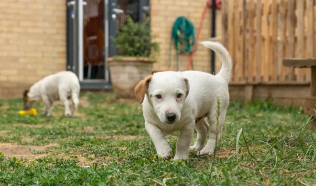 chiots Jack Russell