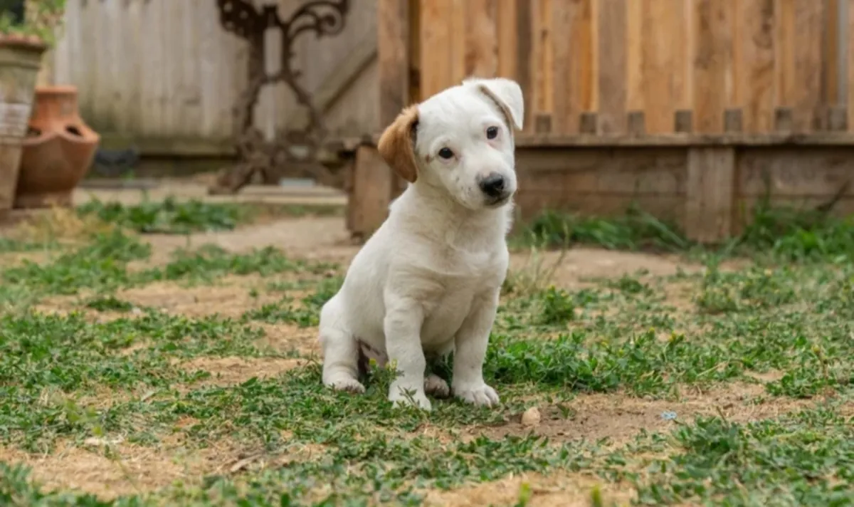 chiots Jack Russell