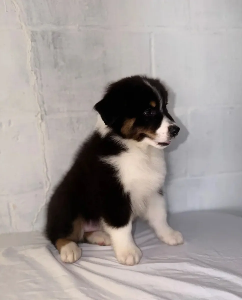 Chiots Berger Australien