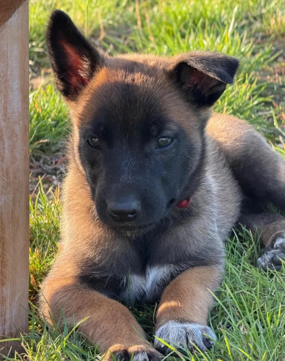 Belgian shepards manolis