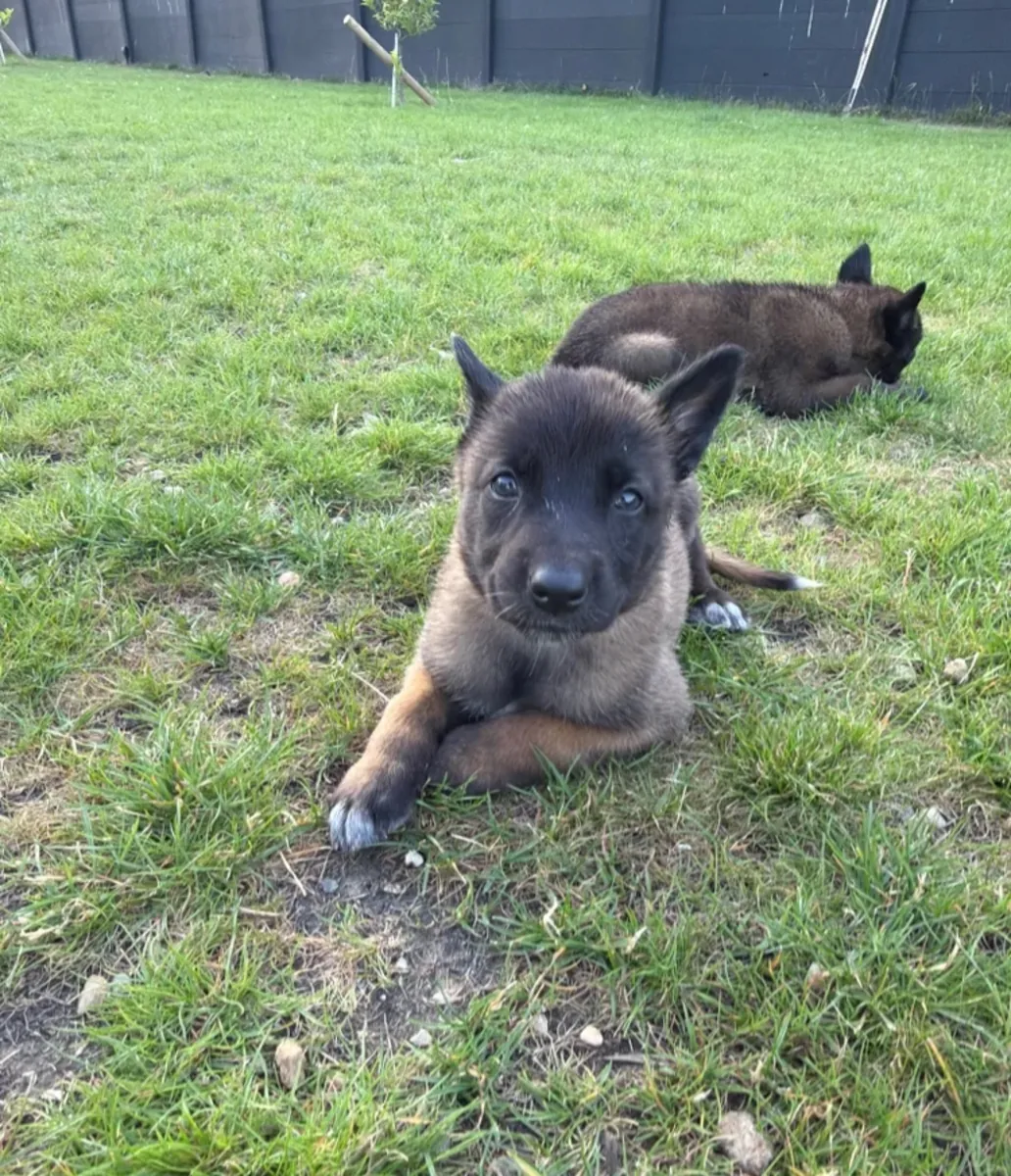 Belgian shepards manolis