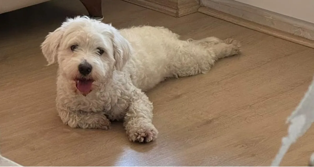 Ücretsiz - Maltipoo