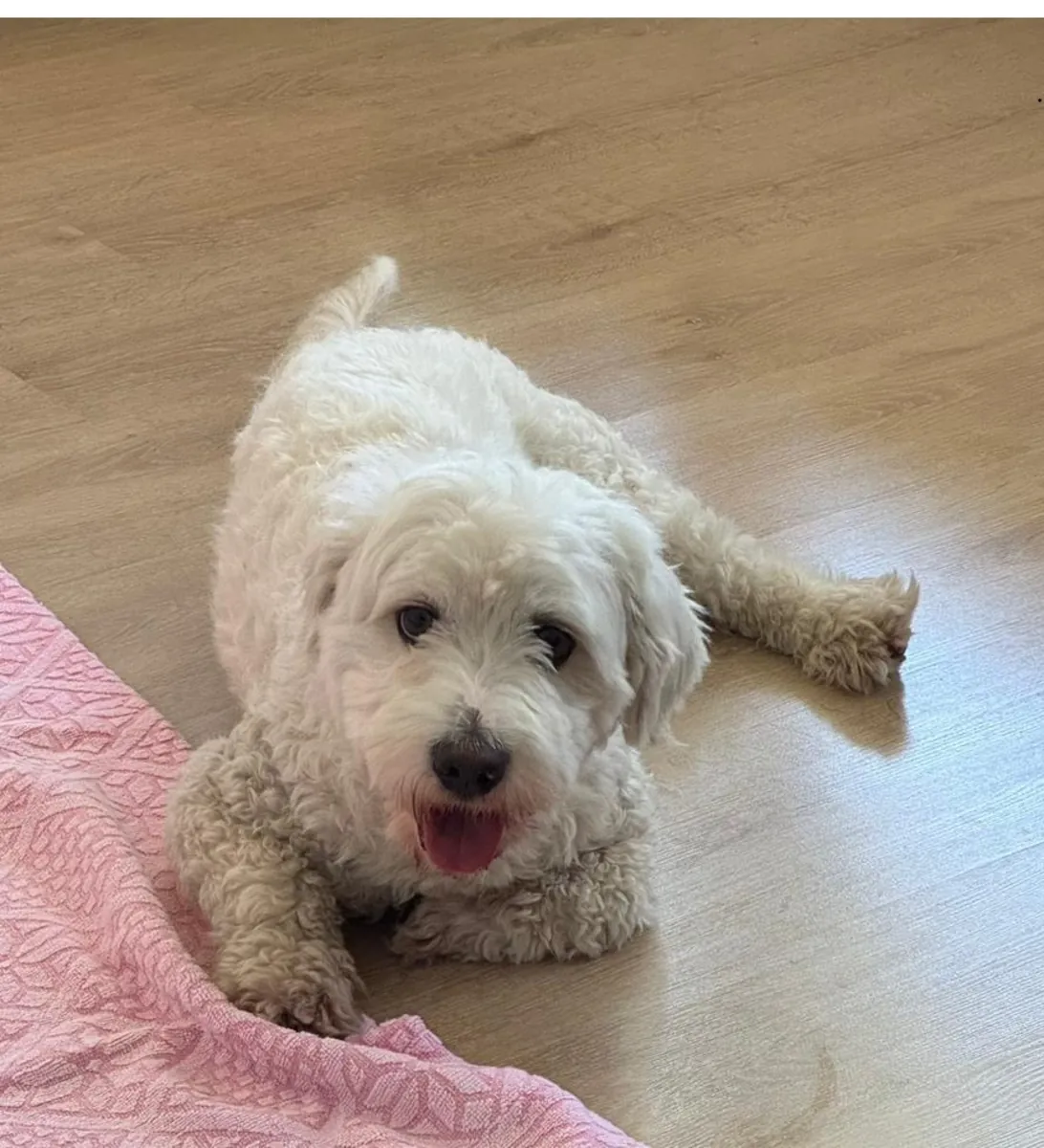 Ücretsiz - Maltipoo