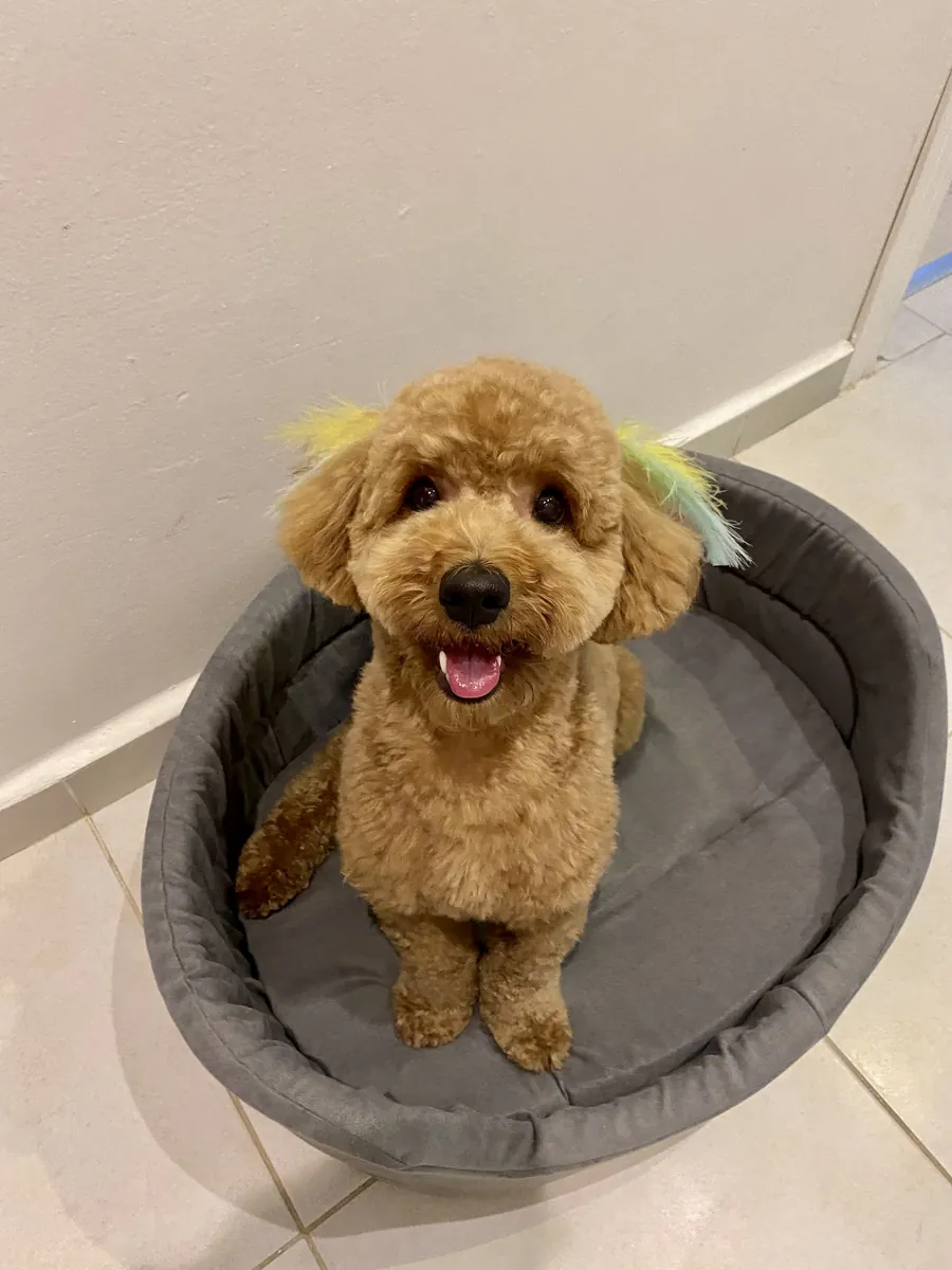 joueur de caniche mâle