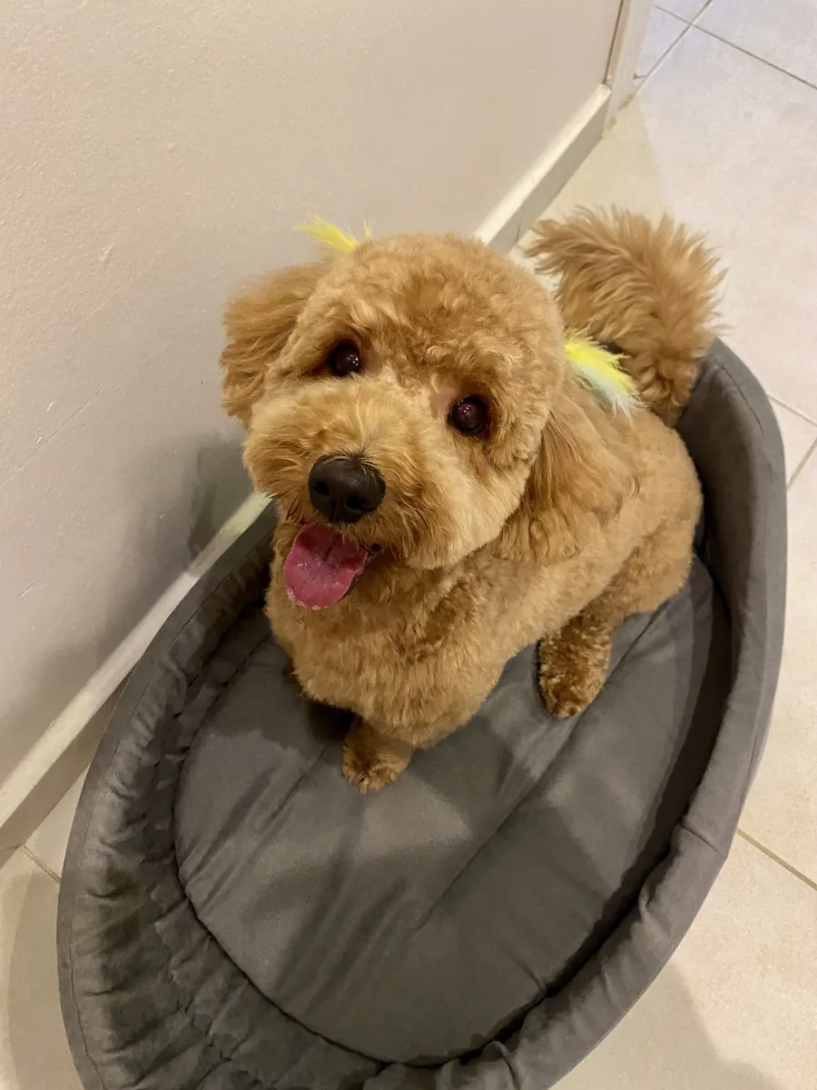 joueur de caniche mâle
