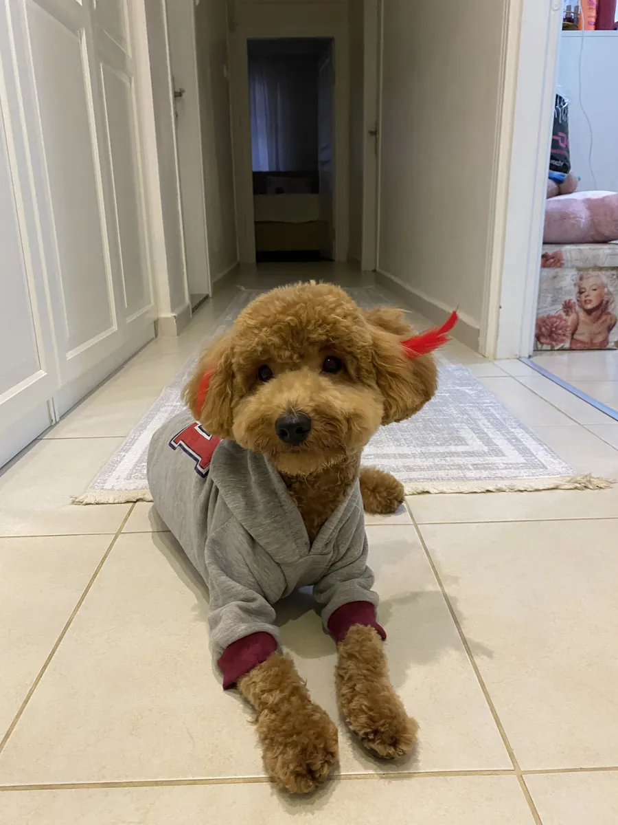 joueur de caniche mâle