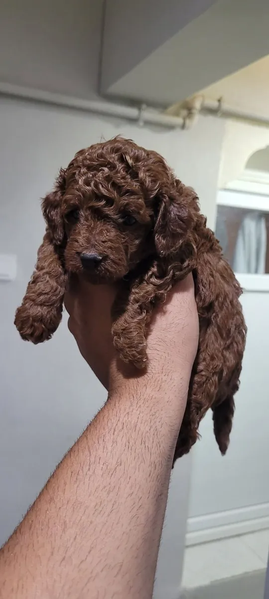 caniche toy coreano