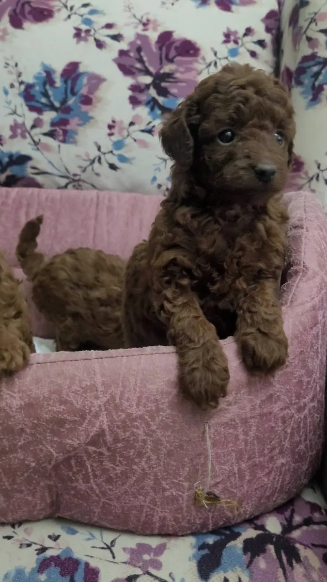 caniche toy coreano