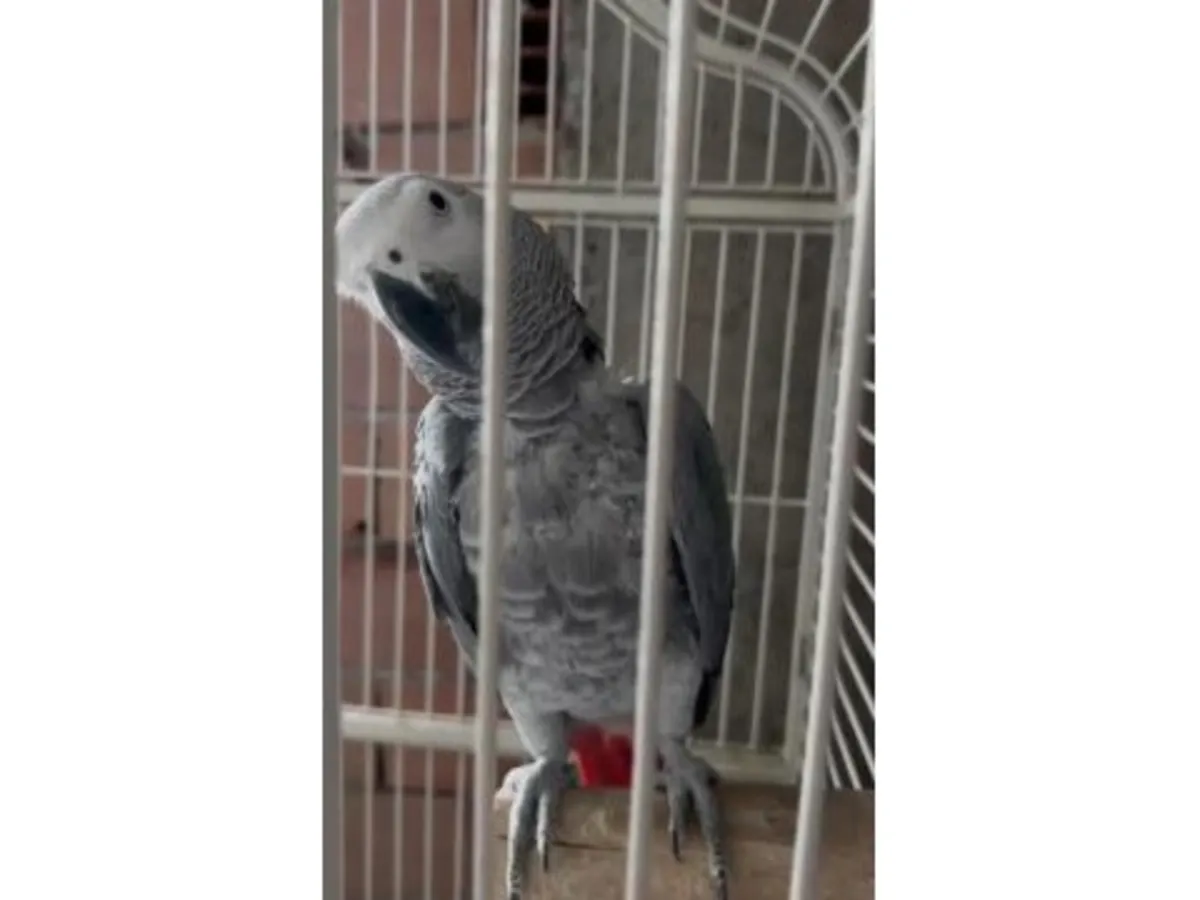 一只能够与人建立深厚感情的雅科鹦鹉将被送养。