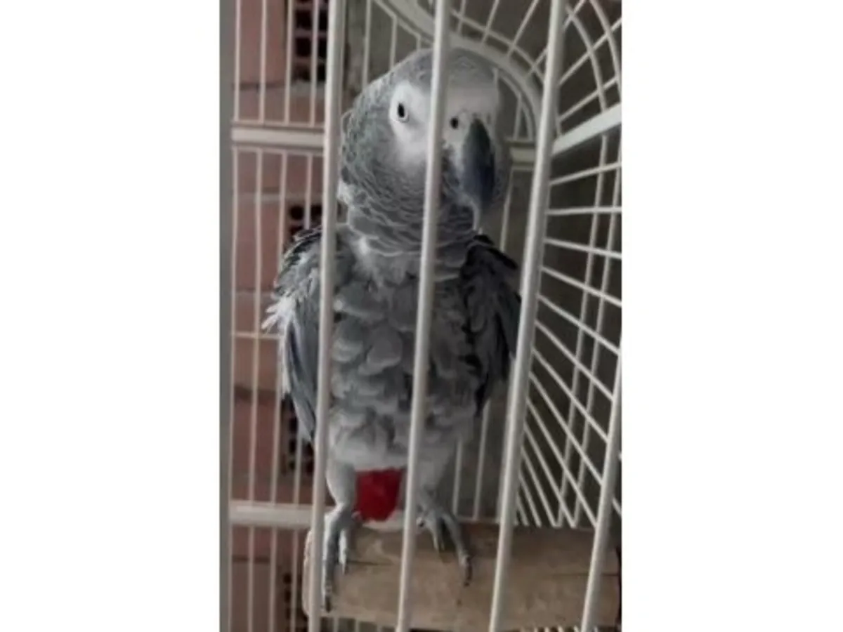 一只能够与人建立深厚感情的雅科鹦鹉将被送养。