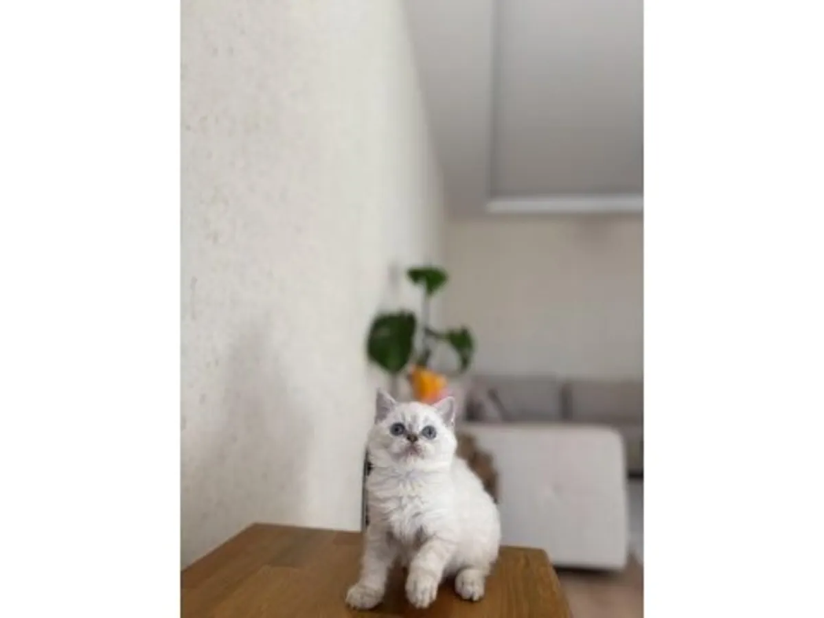 A calm and well-behaved British Shorthair kitten is looking for a new home.