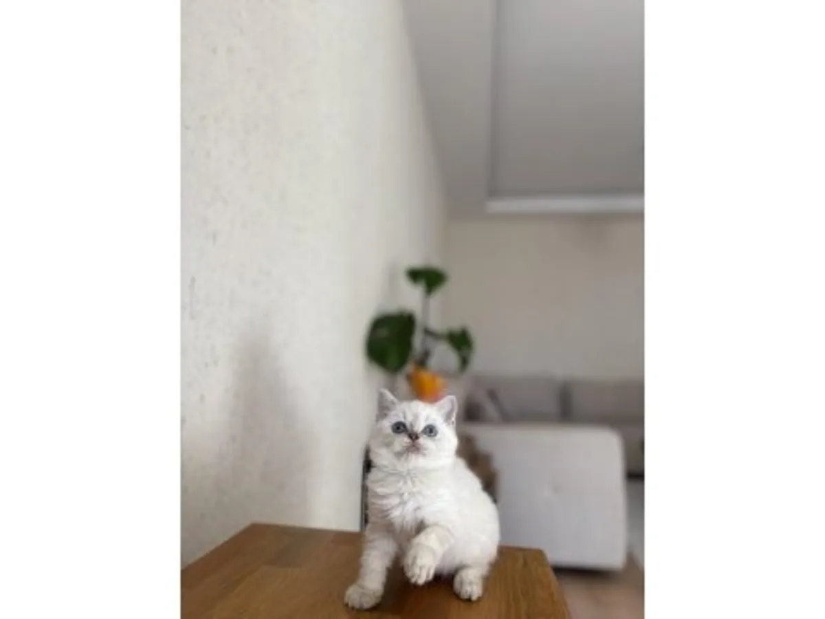 A calm and well-behaved British Shorthair kitten is looking for a new home.