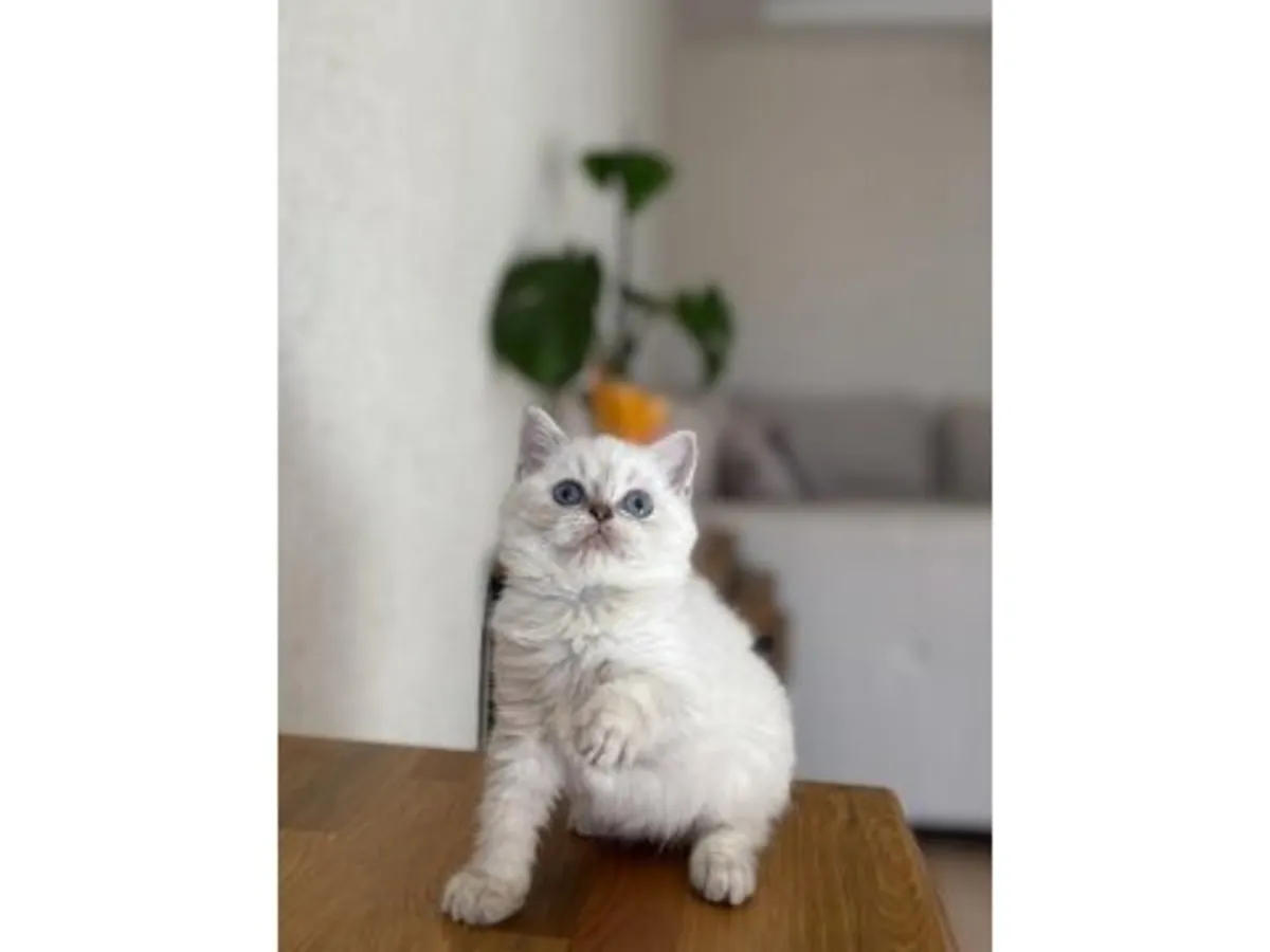 A calm and well-behaved British Shorthair kitten is looking for a new home.