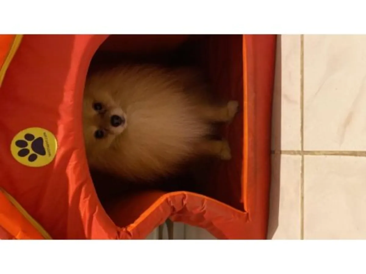 El Pomerania naranja se entregará con un carácter juguetón.