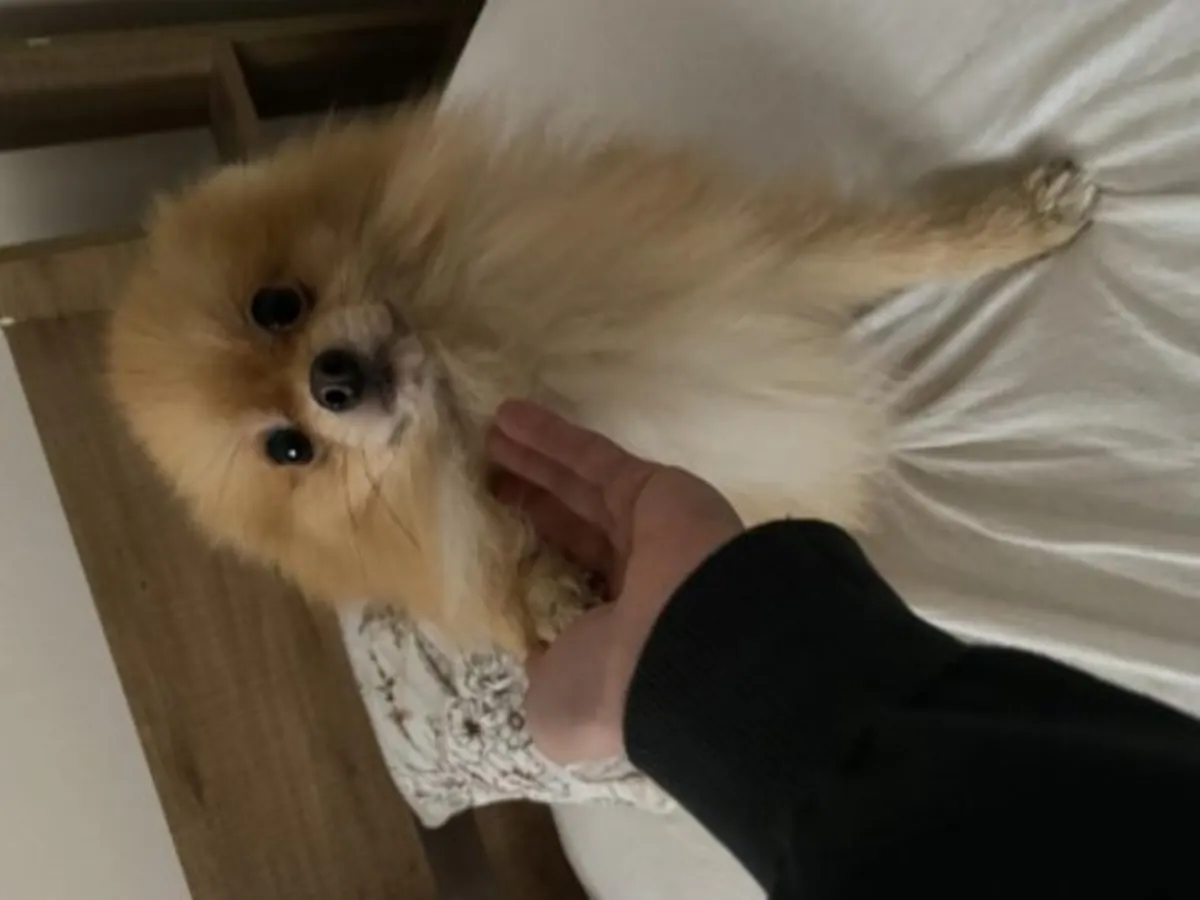 El Pomerania naranja se entregará con un carácter juguetón.