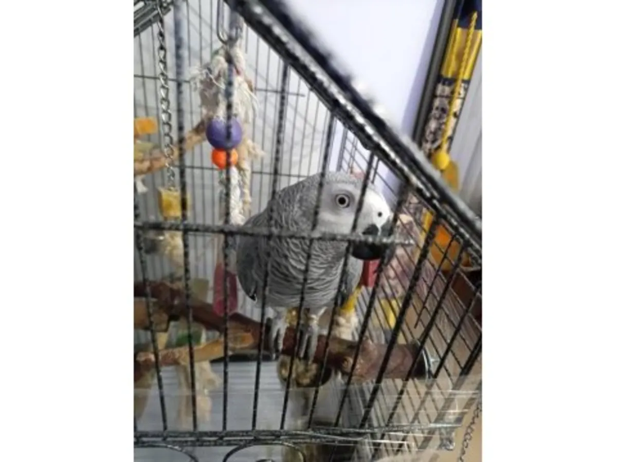 A Jako parrot that enjoys interacting with people is available for adoption.