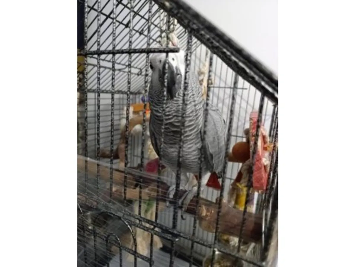 A Jako parrot that enjoys interacting with people is available for adoption.