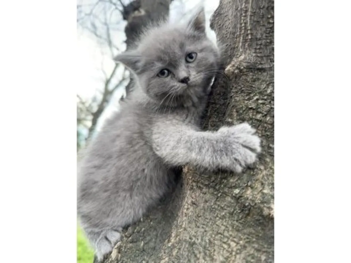 This calm British Shorthair is looking for a new home.