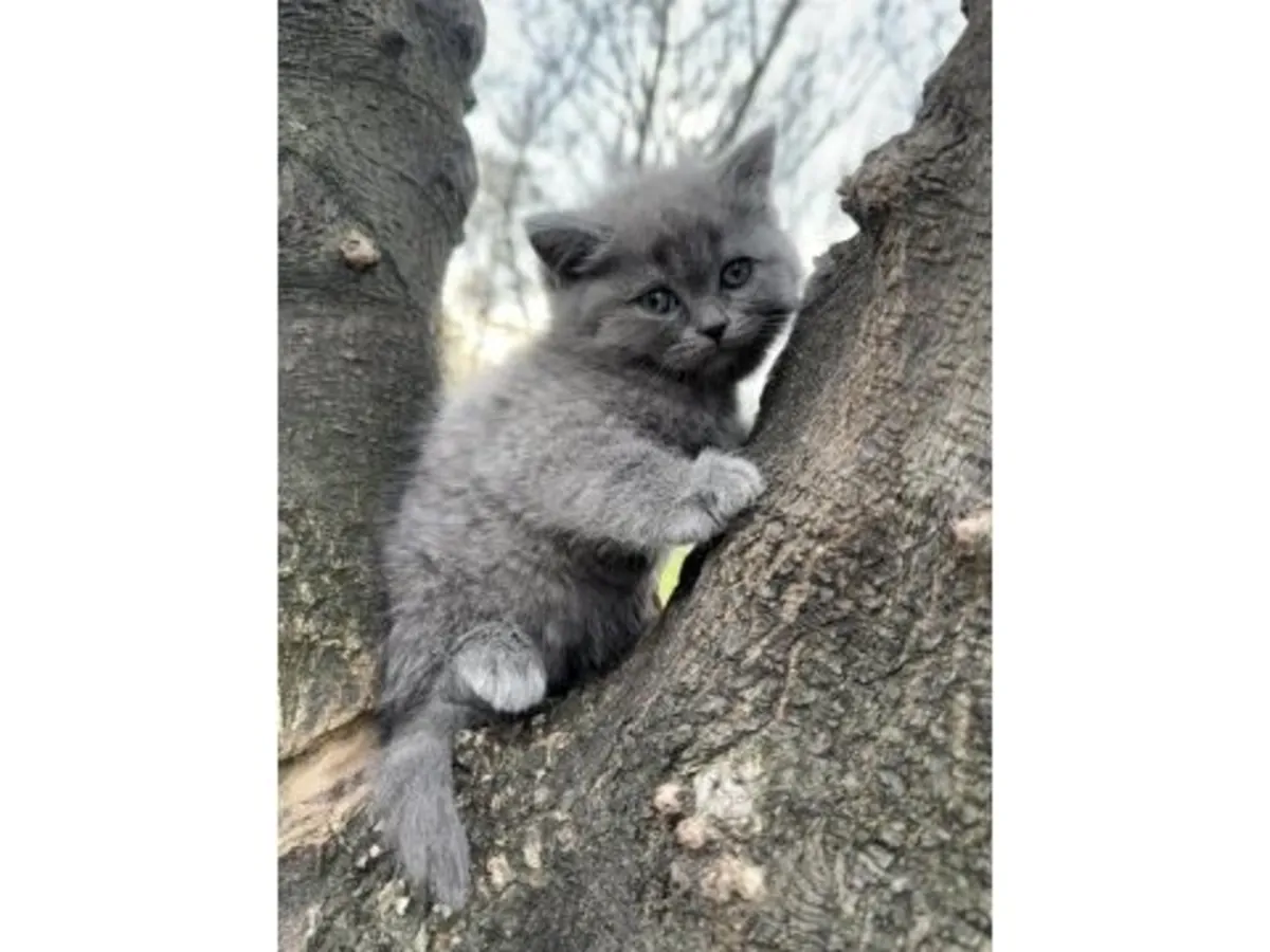 This calm British Shorthair is looking for a new home.