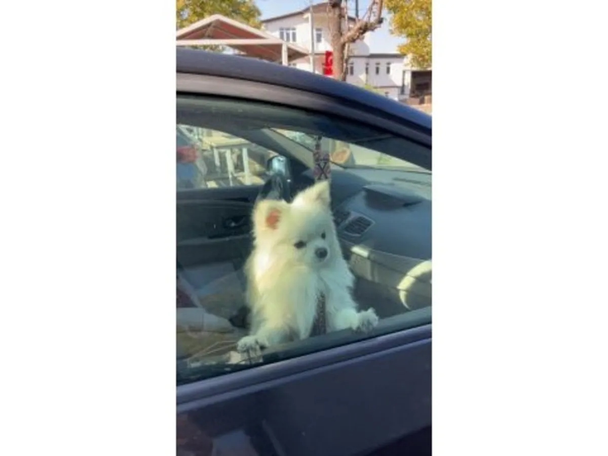 Белого померанского шпица отдадут бесплатно.