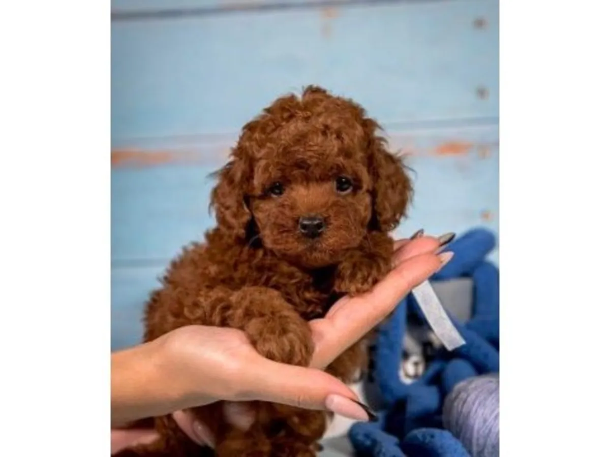 Brown Poodle with an intelligent and adaptable character is for sale.