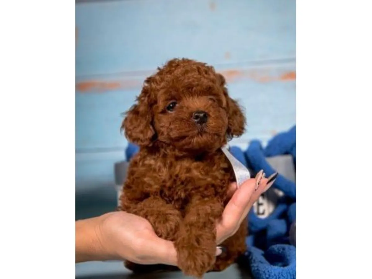 Brown Poodle with an intelligent and adaptable character is for sale.