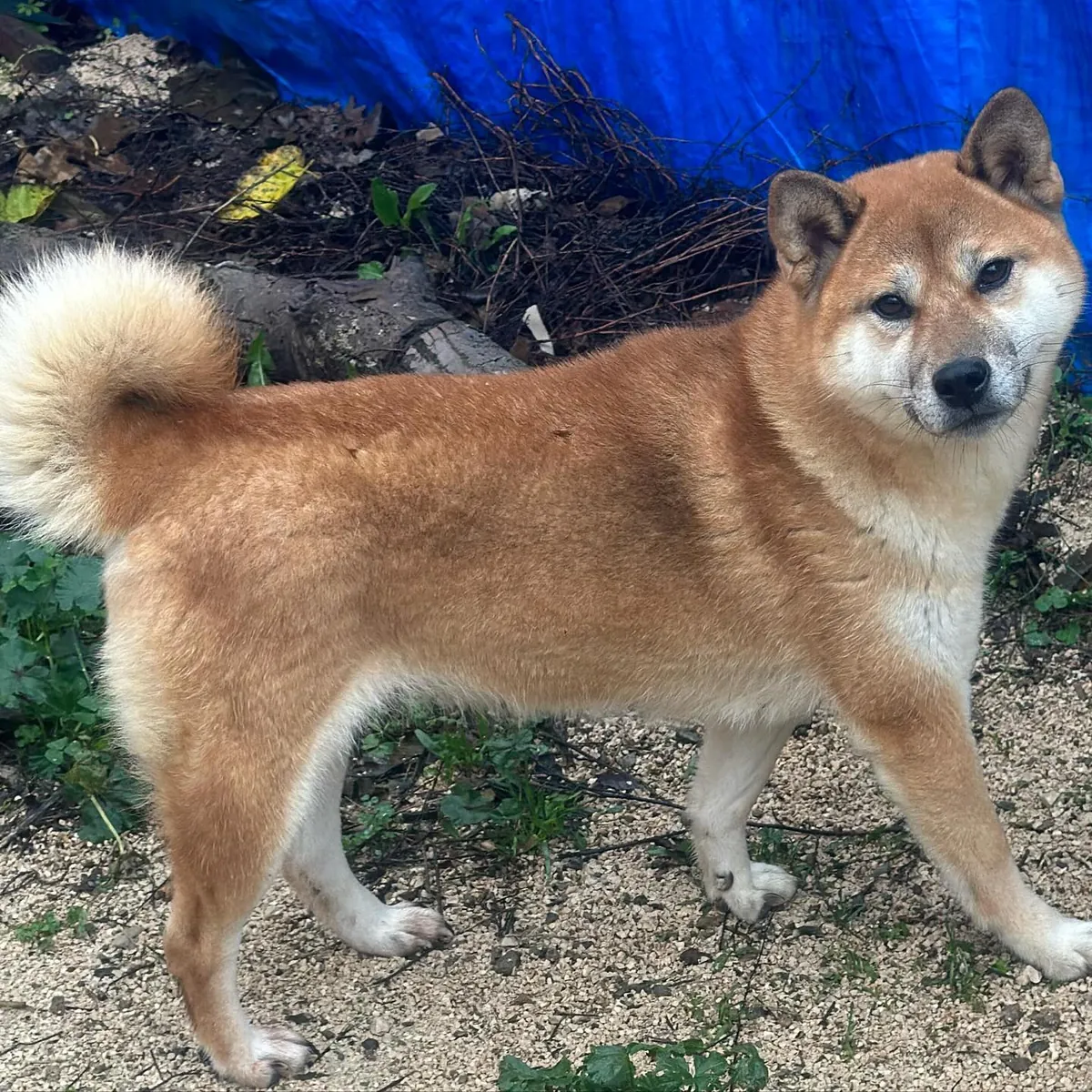 The energetic Shiba Inu is looking for an active family.