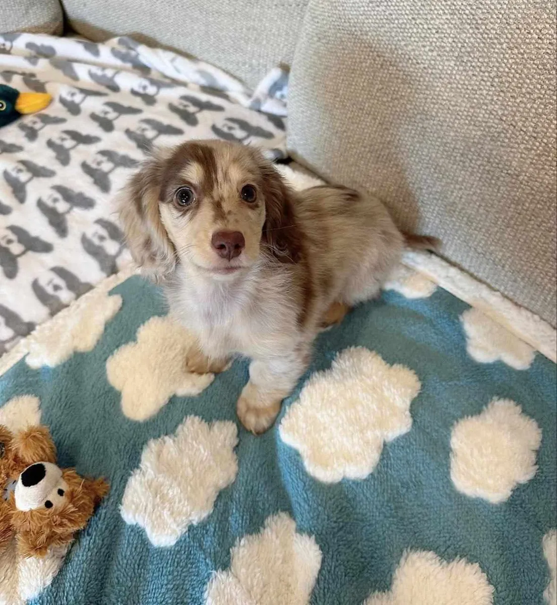 Sevimli sosis köpek yavruları