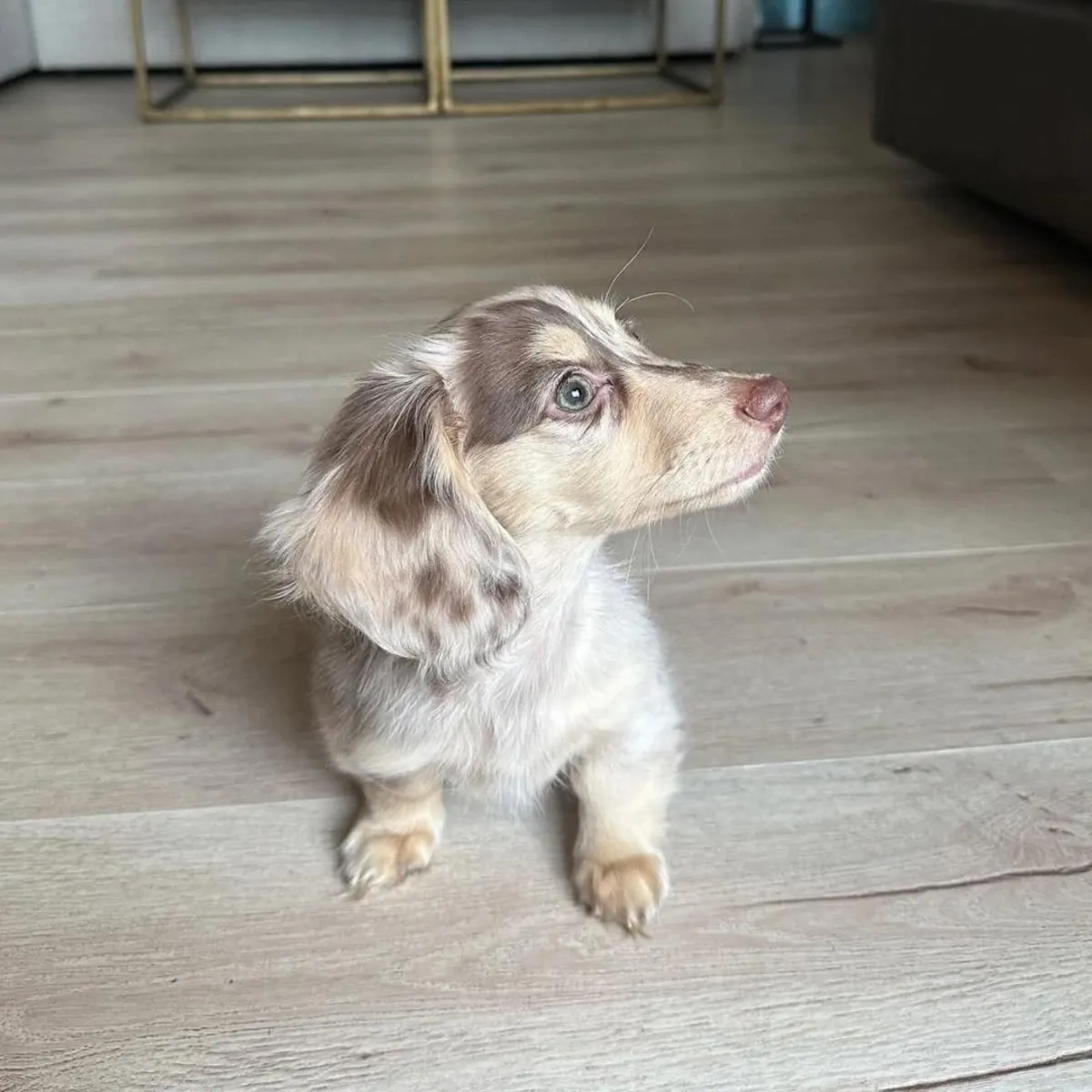 Sevimli sosis köpek yavruları