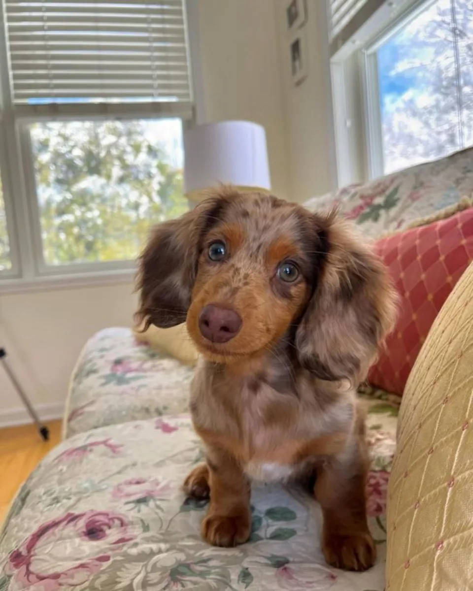 Sevimli sosis köpek yavruları